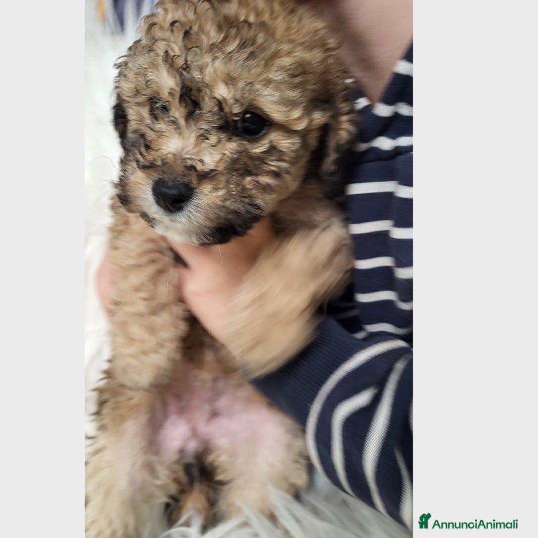 Barboncino Toy cani in vendita: Cuccioli barboncino toy - Annuncio 3