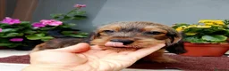 Bassotto cani in vendita: Bassotto pelo duro nano con pedigree  - Annuncio 13