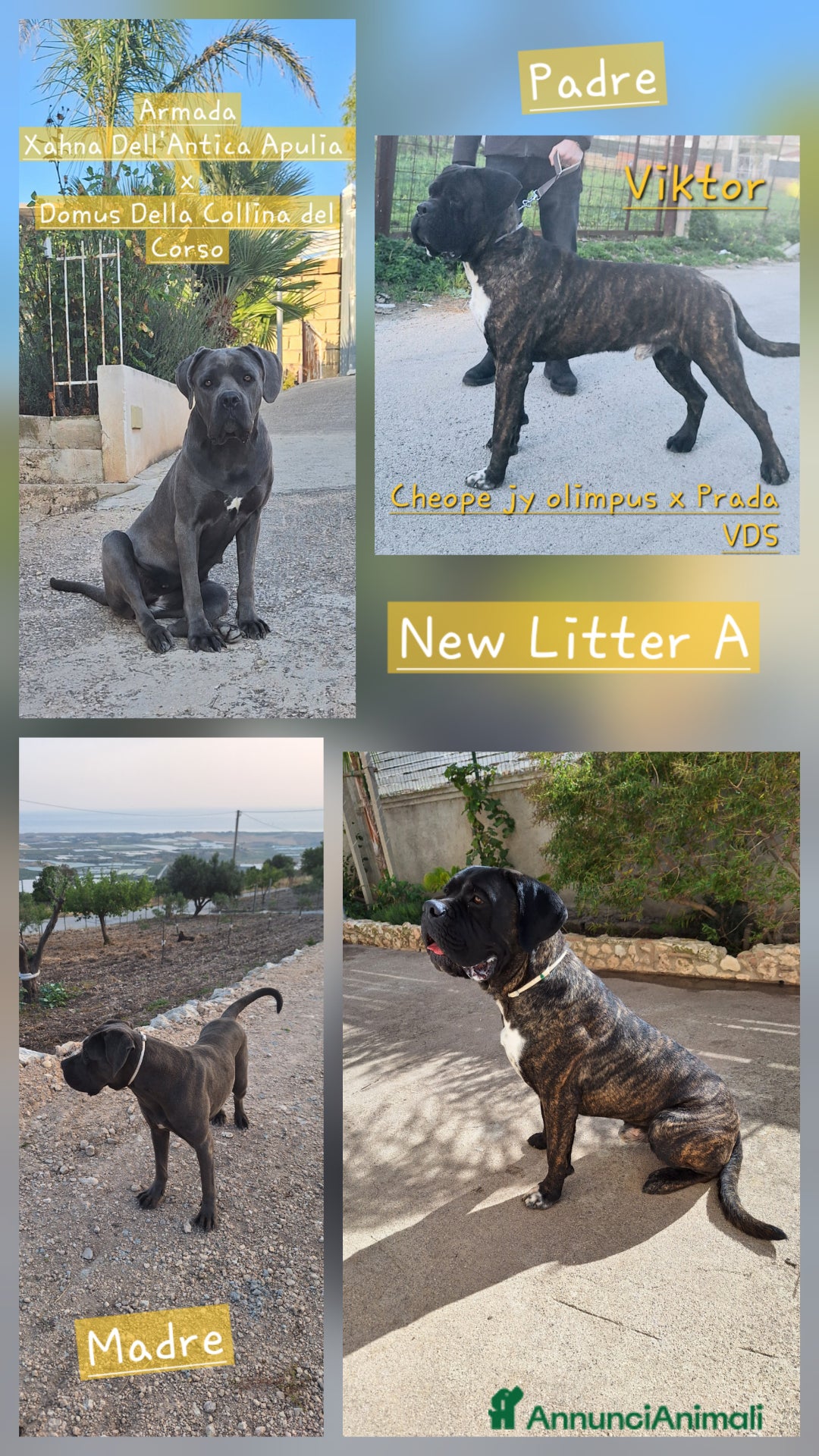 Cane Corso cani in vendita: Cucciole Cane Corso - Annuncio 14