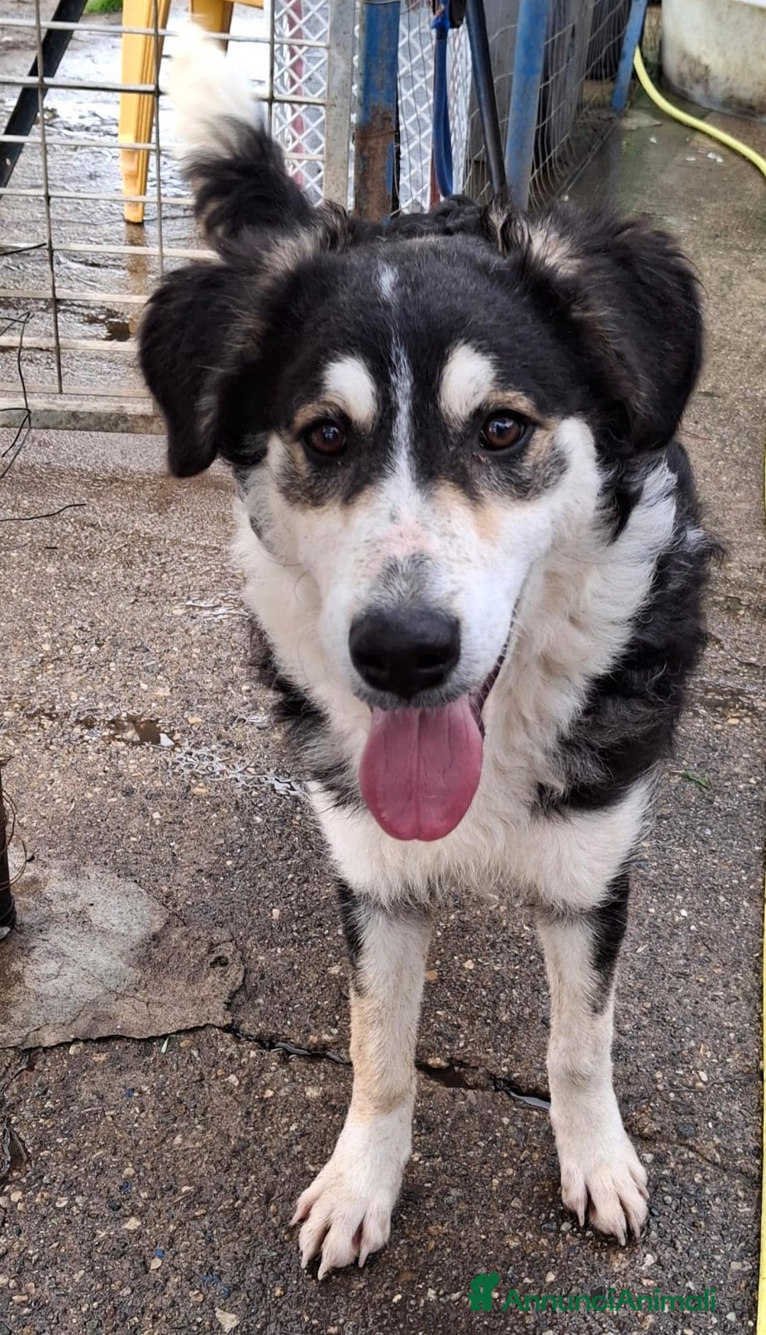 Meticcio cani in regalo: BRETZEL🩷-cucciola. Sta crescendo dietro le sbarre - Annuncio 8