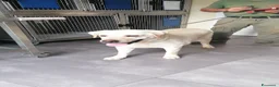 Labrador cani in regalo: Teodoro, Labrador in Canile - Annuncio 8