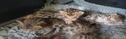 Bengala gatti in vendita: Gatto del Bengala - Annuncio 2