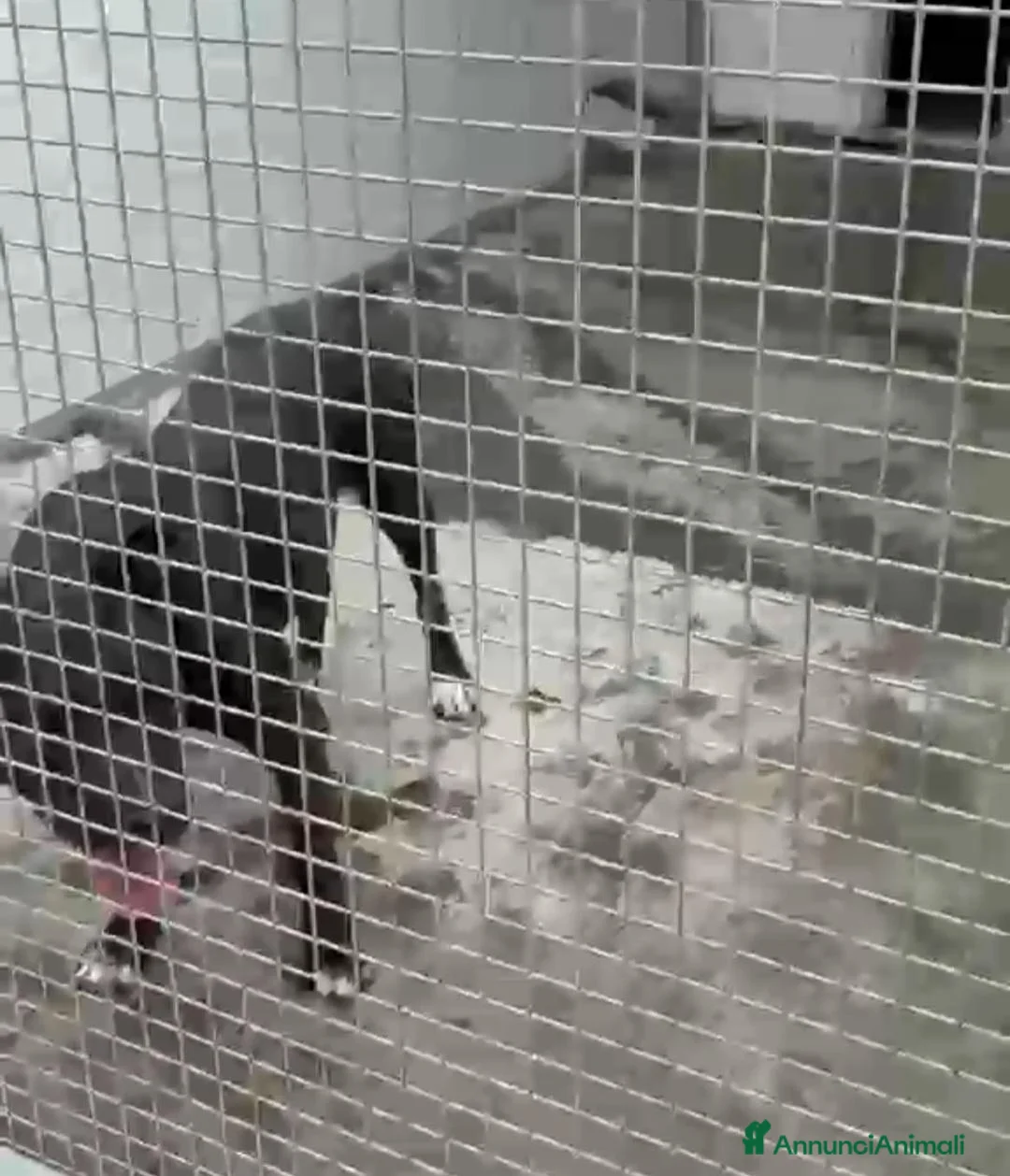 American Bully cani in regalo: American Bully 3anni LA SUA TRISTE VITA! ALESSANDR - Annuncio 2