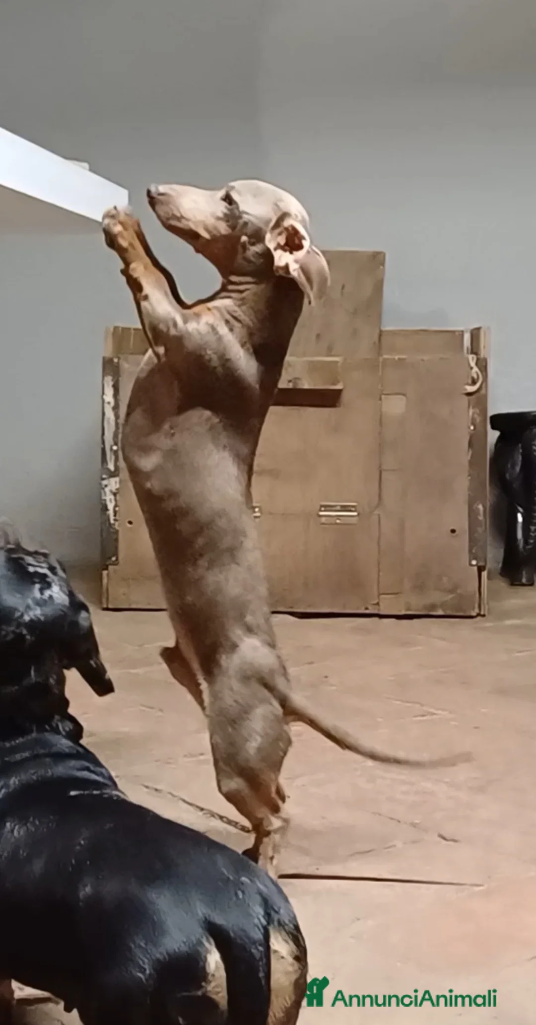 Bassotto cani per accoppiamento: Bassotto x accoppiamento  - Annuncio 9