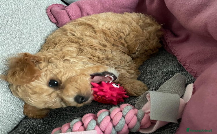 Barboncino Toy cani a Città Metropolitana di Bologna - Annuncio 2