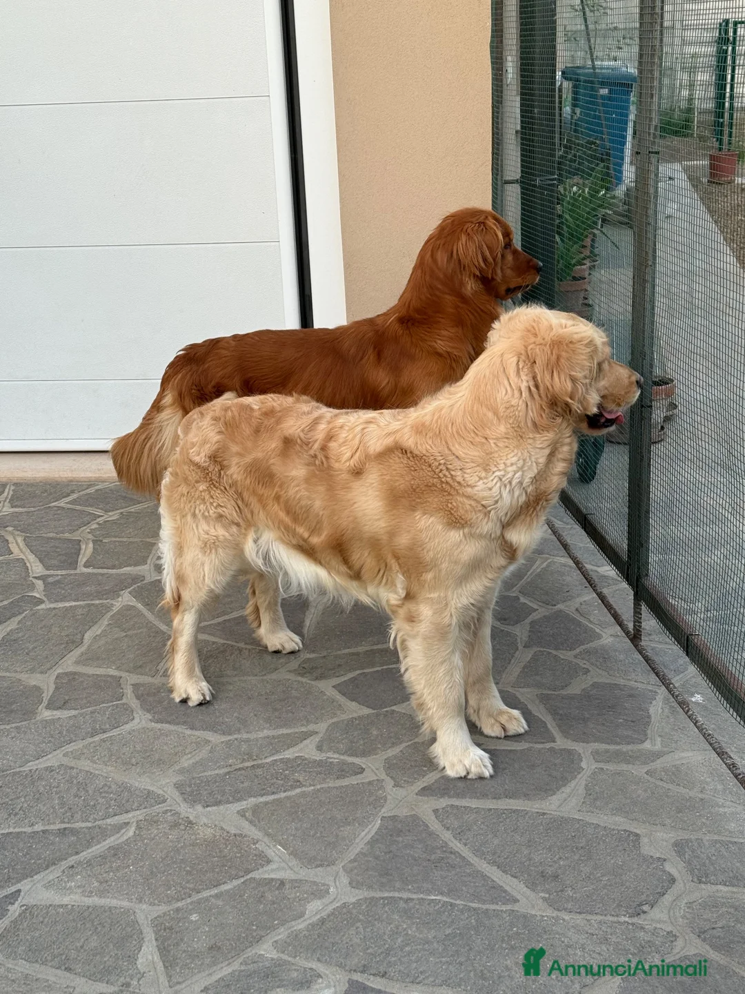 Golden Retriever cani in vendita: Cuccioli golden retriever  - Annuncio 5