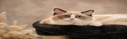 Ragdoll gatti in vendita: Incantevole Cucciola di Ragdoll Seal Bicolor - Annuncio 3