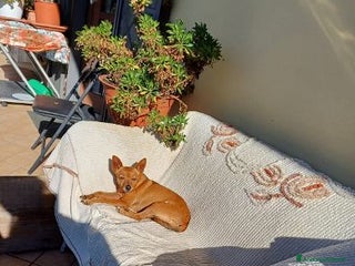 Meticcio cani MOLLICA 7anni e solo 4kg! - Annuncio 2