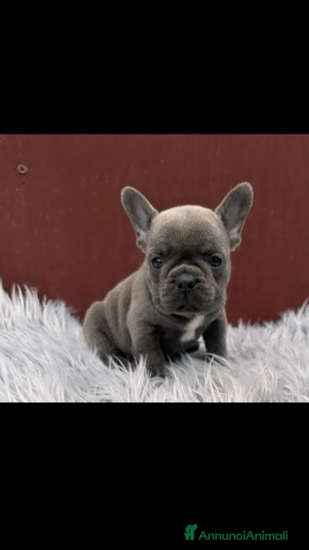 Bulldog Francese cani in vendita: Bulldog francesi Merle maschi - Annuncio 2