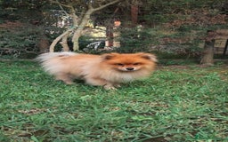 Spitz cani per accoppiamento: Spitz a Città metropolitana di Catania - Immagine 2