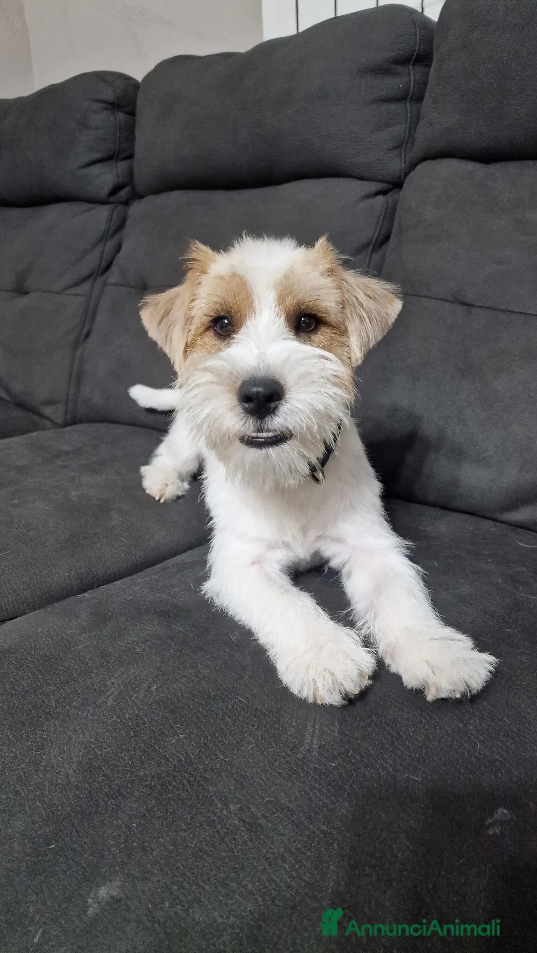 Jack Russell cani per accoppiamento: Jack russell maschio  - Annuncio 4