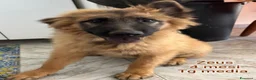 Meticcio cani in regalo: Cuccioli soli ed esclusi a Città Metropolitana di Genova - Annuncio 7