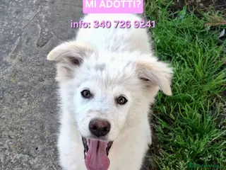 Meticcio cani GAIA 💙 - cucciola dolcissima.Non lasciarla sola🥺 - Annuncio 37