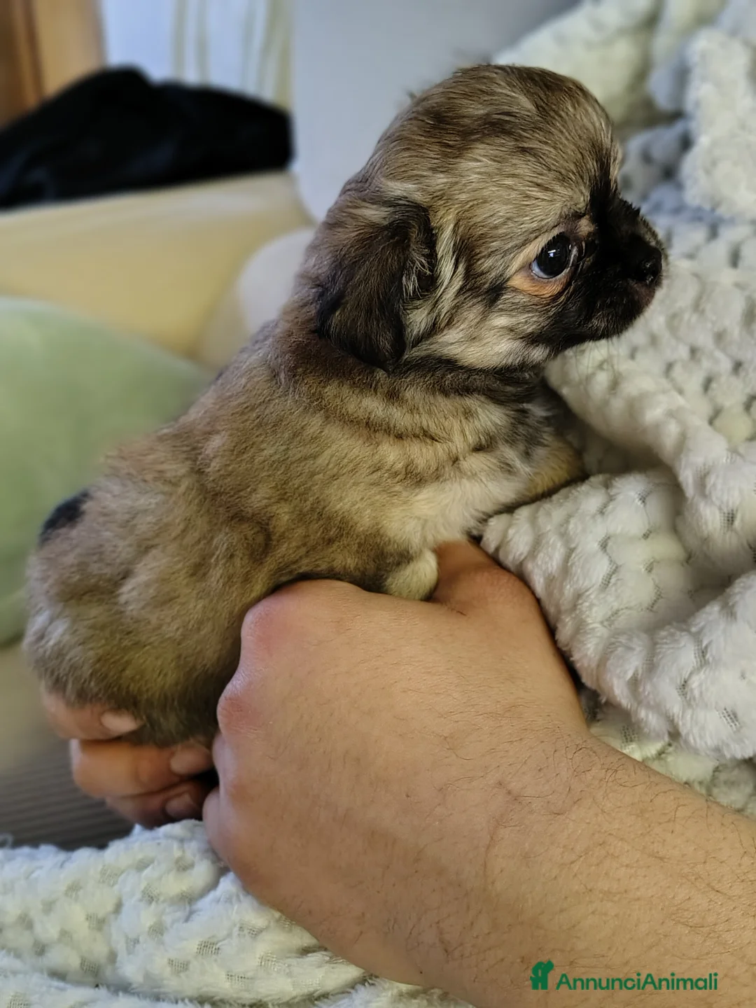 Chihuahua cani in vendita: Cucciola di Chihuahua a pelo lungo  - Annuncio 5