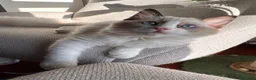Ragdoll gatti in vendita: Cuccioli Ragdoll Udine - Annuncio 5