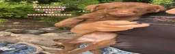 Meticcio cani in regalo: CUCCIOLI BISOGNOSI: URGENTI ADOZIONI  a Città Metropolitana di Torino - Annuncio 3