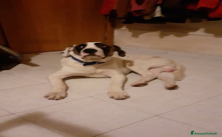 Meticcio cani a Provincia di Livorno - Annuncio 16
