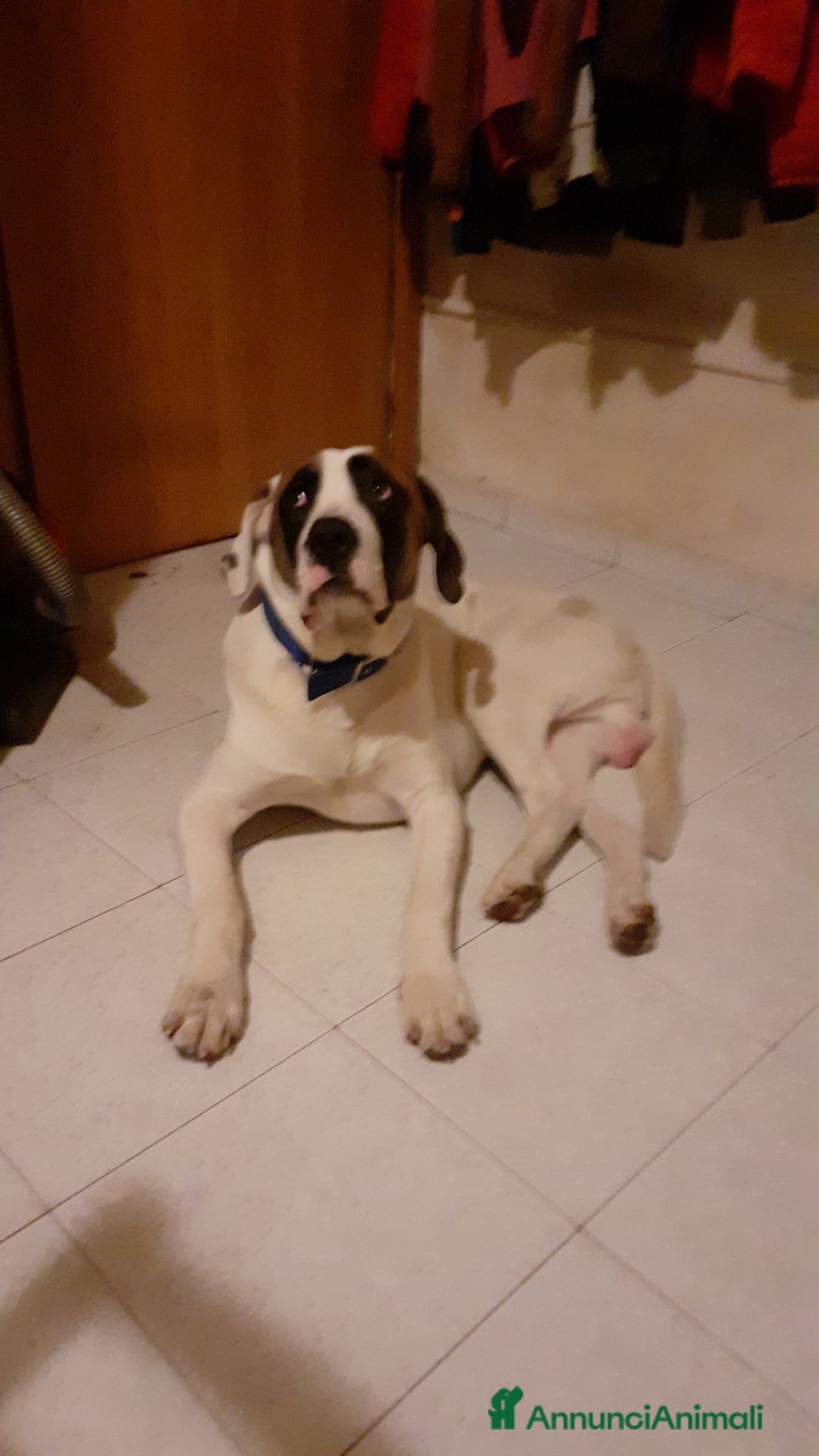 Meticcio cani in regalo: Meticcio Lucio a Provincia di Livorno - Immagine 1
