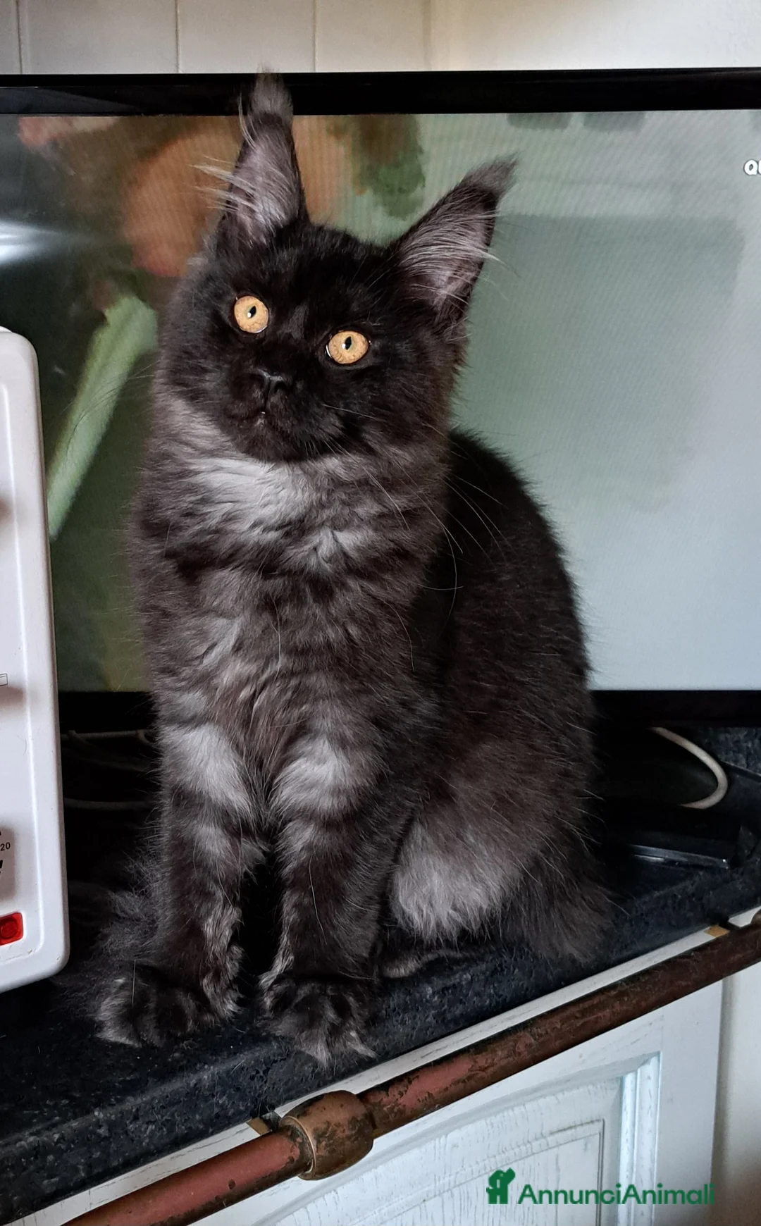 Immagine della galleria {{count}}