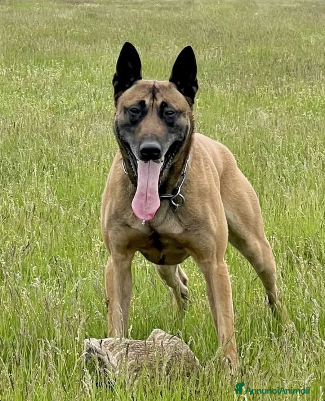 Pastore Belga cani in vendita: Cuccioli pastore belga Malinois  - Annuncio 9