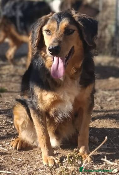 Meticcio cani Lois adorabile cucciolone - Annuncio 1