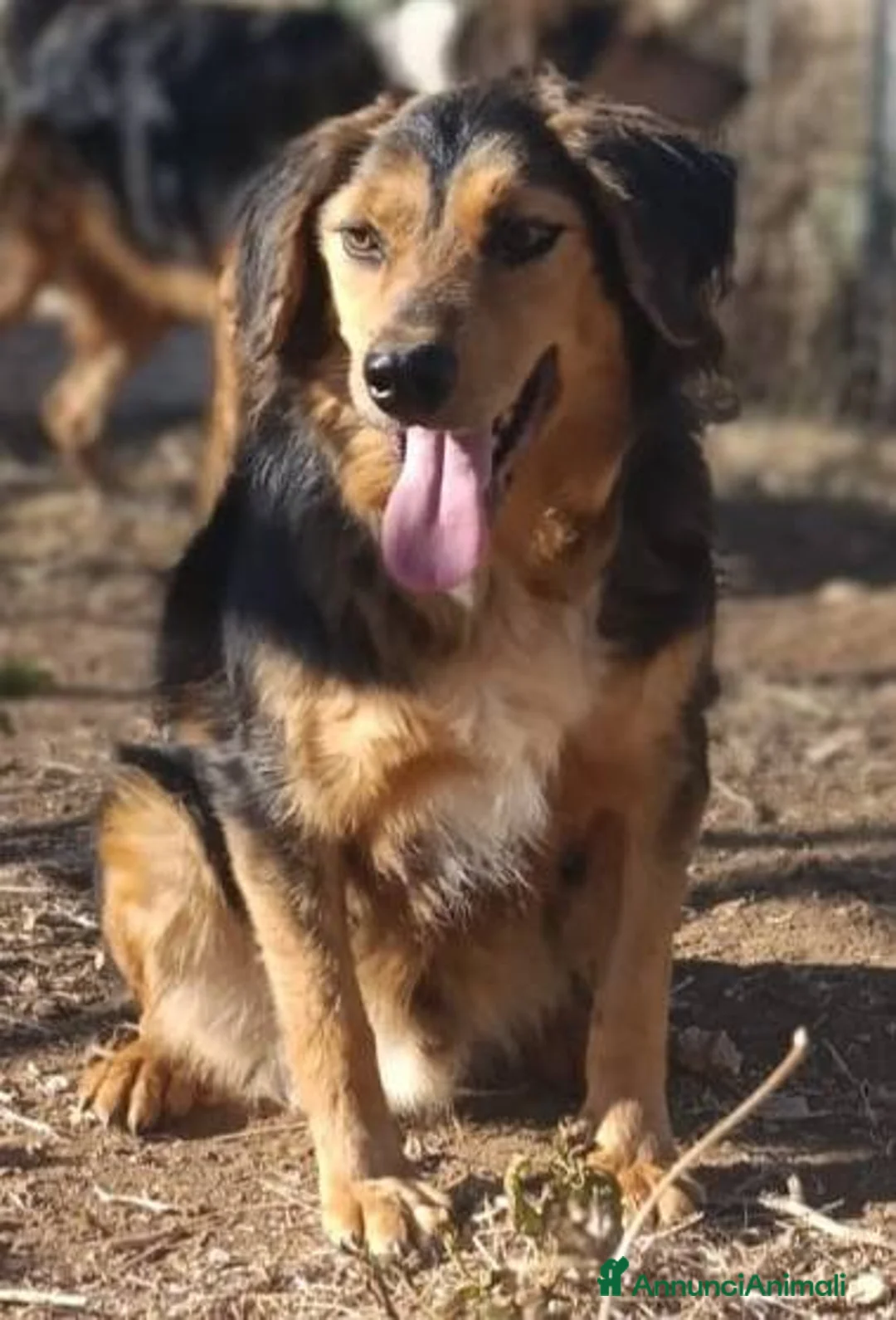 Meticcio cani in regalo: Lois adorabile cucciolone - Annuncio 1