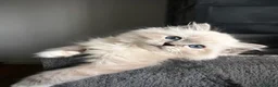 Ragdoll gatti in vendita: Bellissimi cuccioli di ragdoll - Annuncio 6