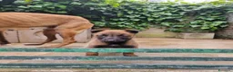Pastore Belga cani in vendita: Pastore Belga Malinois in Puglia Campania Calabria a Città Metropolitana di Napoli - Annuncio 4