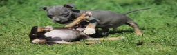 Pitbull cani in vendita: Cuccioli Pit Bull con pedigree anche a rate - Annuncio 27