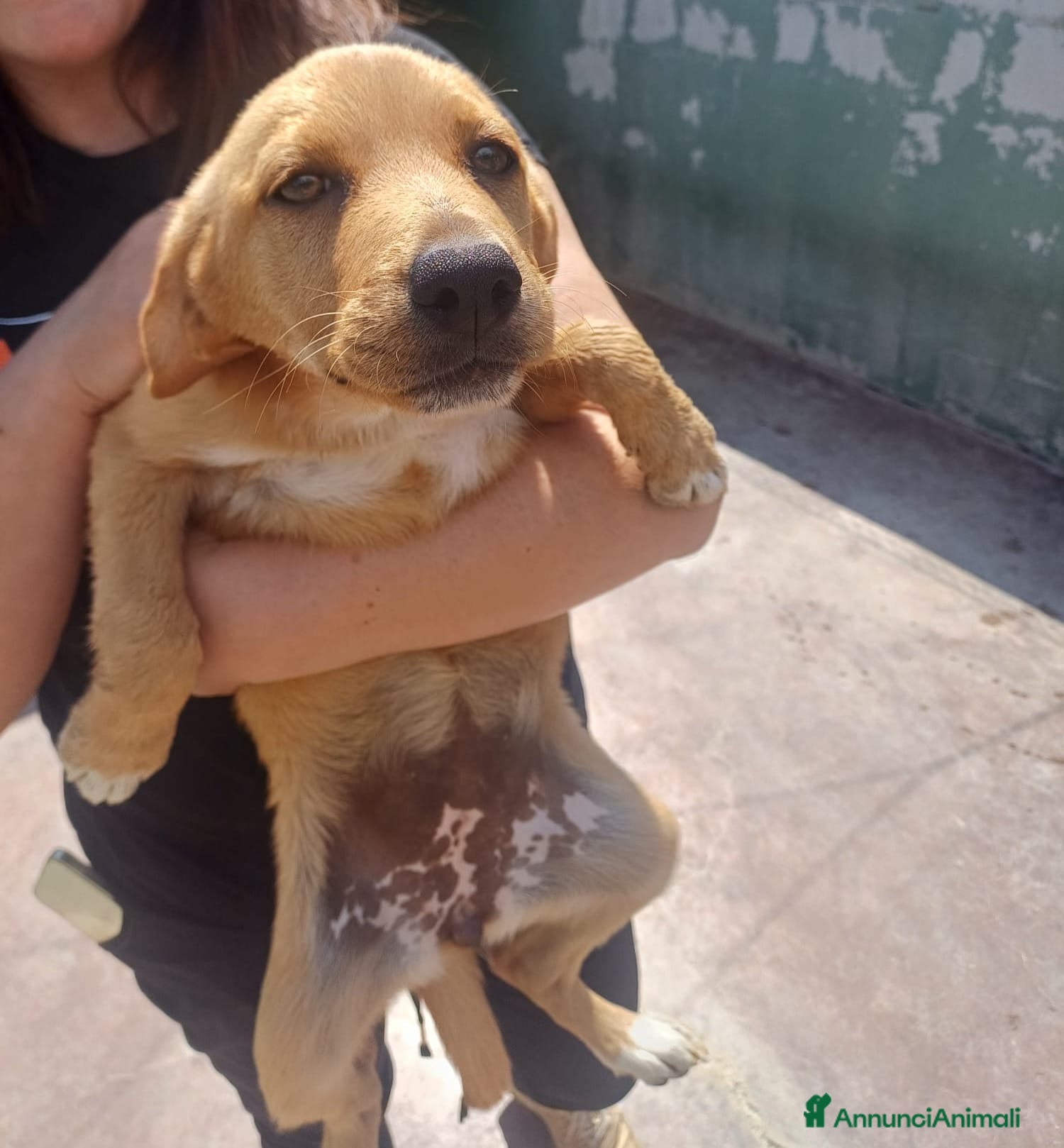 Meticcio cani Kira tenera cucciola taglia medio piccola  - Annuncio 3