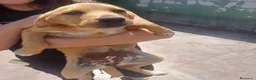 Meticcio cani in regalo: Kira tenera cucciola taglia medio piccola  - Annuncio 1