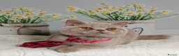British gatti in vendita: British Shorthair Kuma  - Annuncio 3
