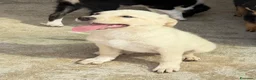 Meticcio cani in regalo: Maya  a Provincia di Reggio Emilia - Annuncio 3