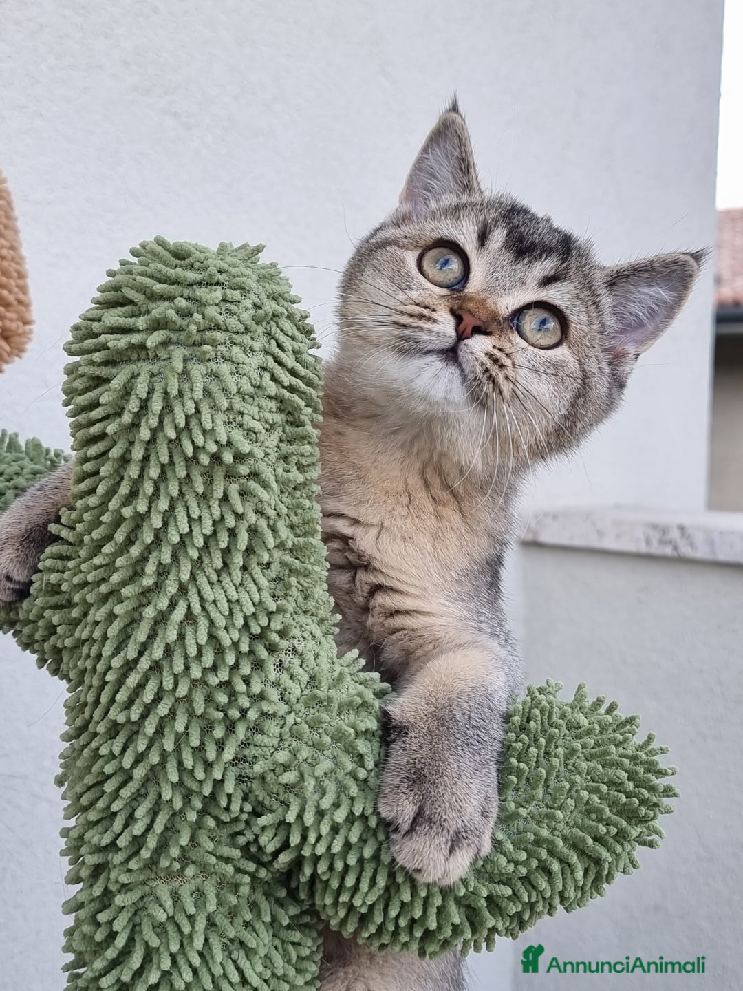 Scottish gatti in vendita: Scottish Straight con Pedigree  - Immagine 8