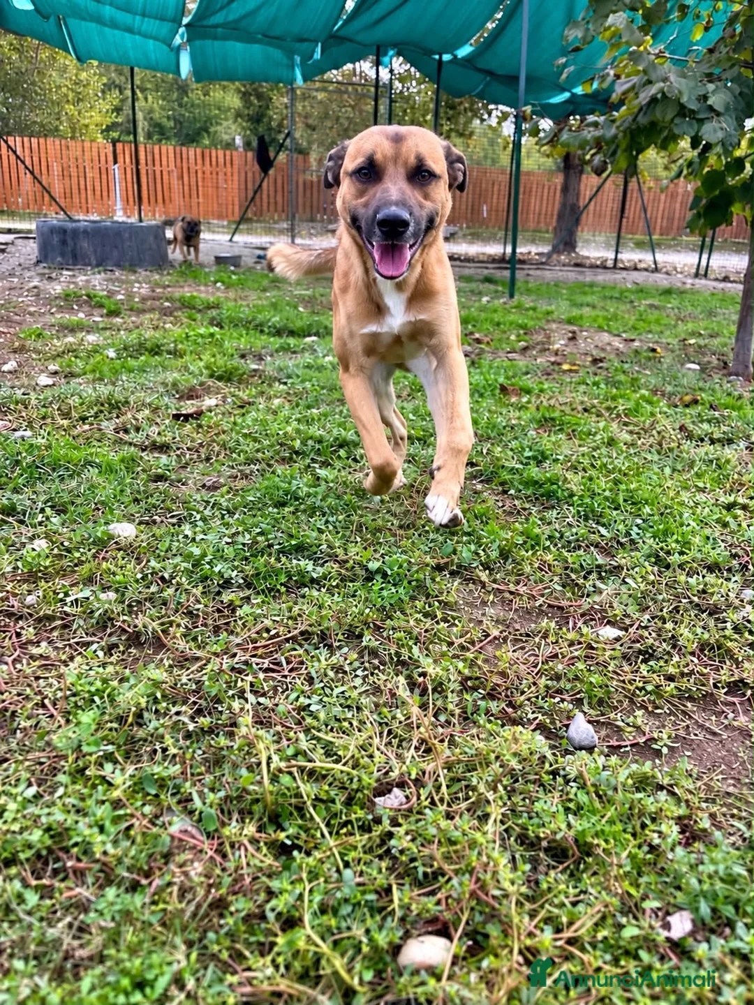 Meticcio cani in regalo: Milo soffre tanto la detenzione  a Provincia di Alessandria - Annuncio 3