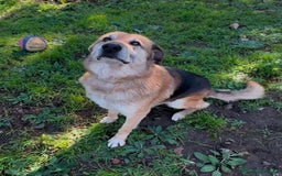 Meticcio cani in regalo: ARGO 💙-derivato pastore tedesco da sempre in box  - Immagine 4