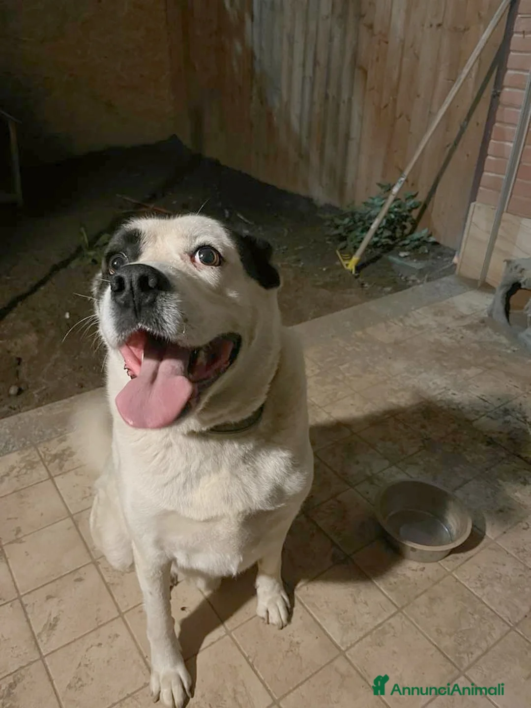 Altre razze cani in regalo: CAGNOLINO DOLCISSIMO a Città metropolitana di Milano - Annuncio 4