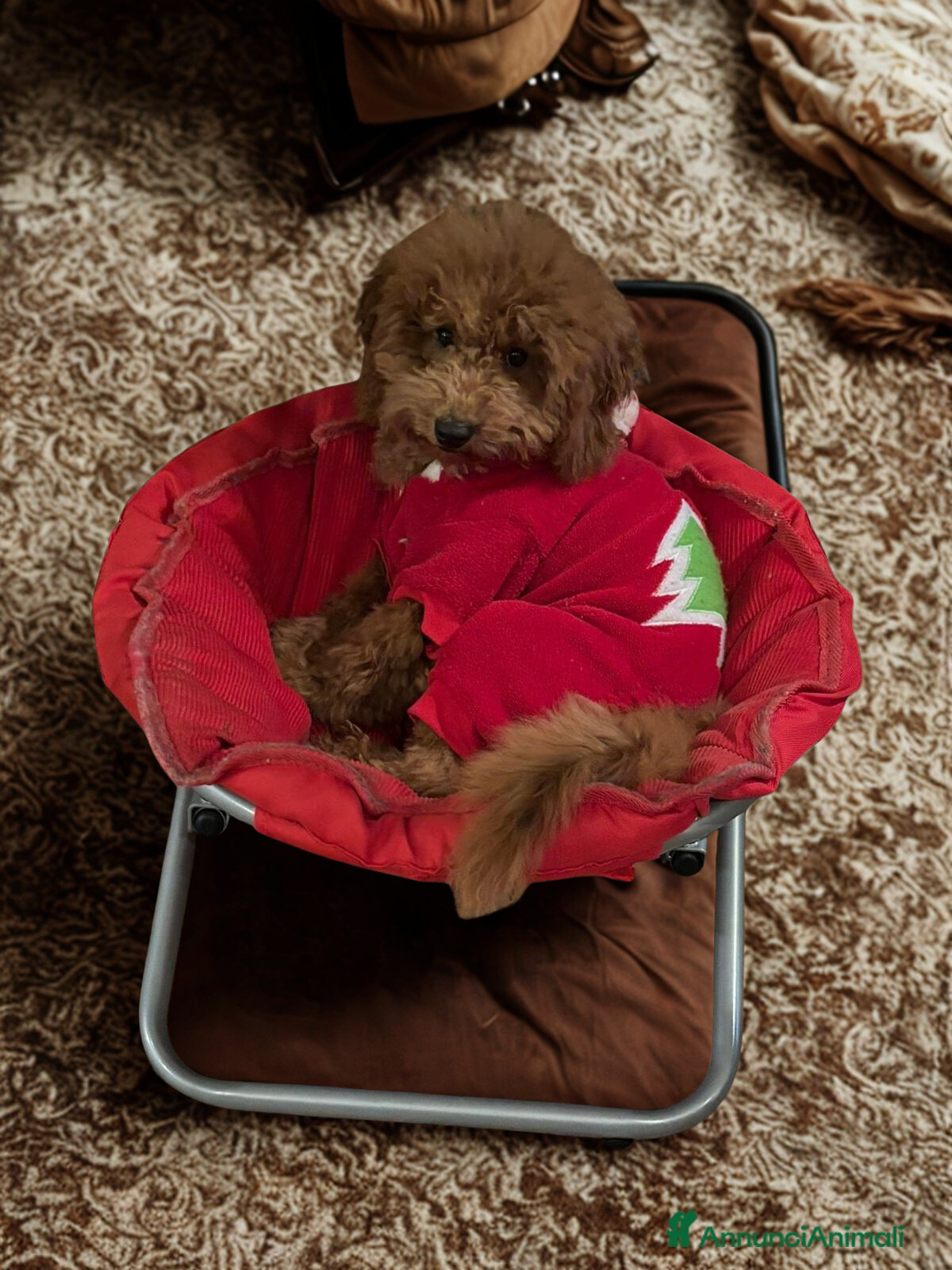 Barboncino cani Barboncino Nano maschio fulvo - Annuncio 2