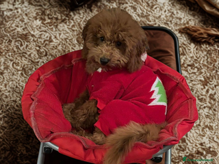 Barboncino cani Barboncino Nano maschio fulvo - Annuncio 1