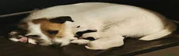 Jack Russell cani in vendita: 𝕊𝕋𝕌ℙ𝔼ℕ𝔻𝕀 ℂ𝕌ℂℂ𝕀𝕆𝕃𝕀 𝕁𝔸ℂ𝕂 ℝ𝕌𝕊𝕊𝔼𝕃𝕃 a Città metropolitana di Roma Capitale - Annuncio 8