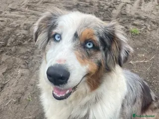 Australian Shepherd cani Backy e Bloom - Annuncio 12