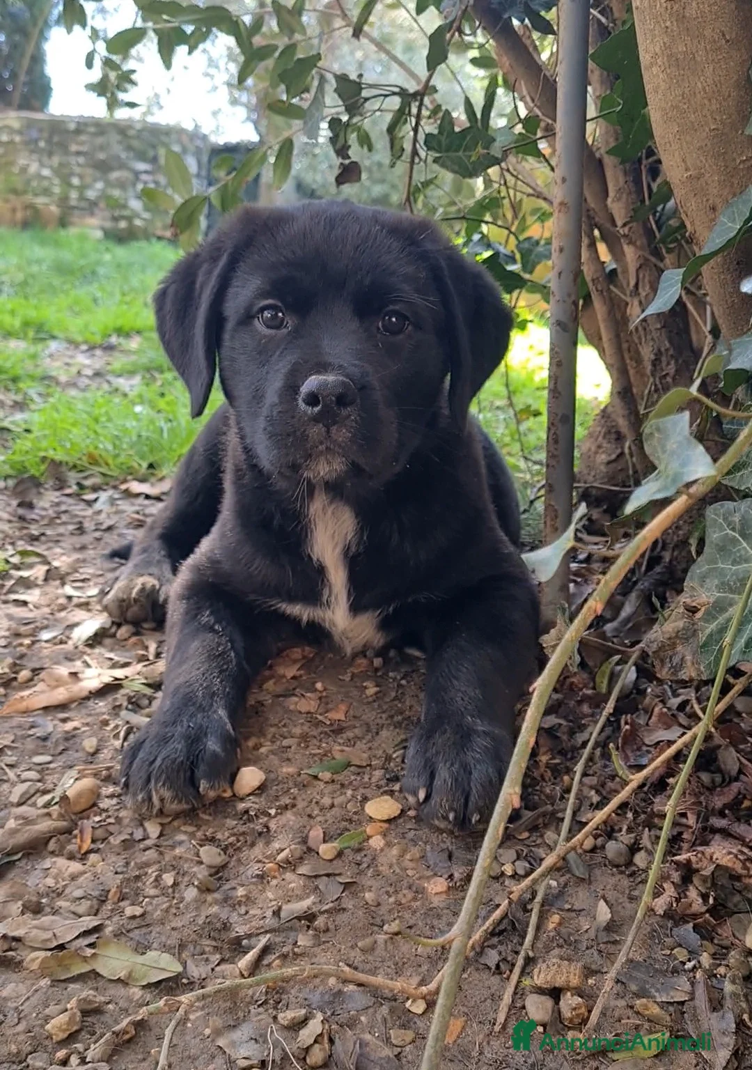 Meticcio cani in regalo: SAMARA, la cucciola più dolce del mondo - Annuncio 1