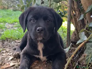Meticcio cani SAMARA, la cucciola più dolce del mondo - Annuncio 11