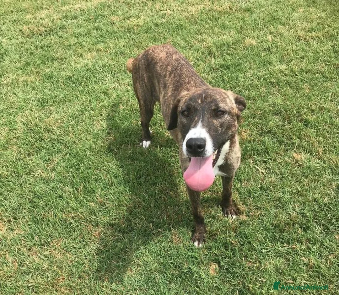 Meticcio cani in regalo: ZOOM, la cagnolina più simpatica del canile - Annuncio 2