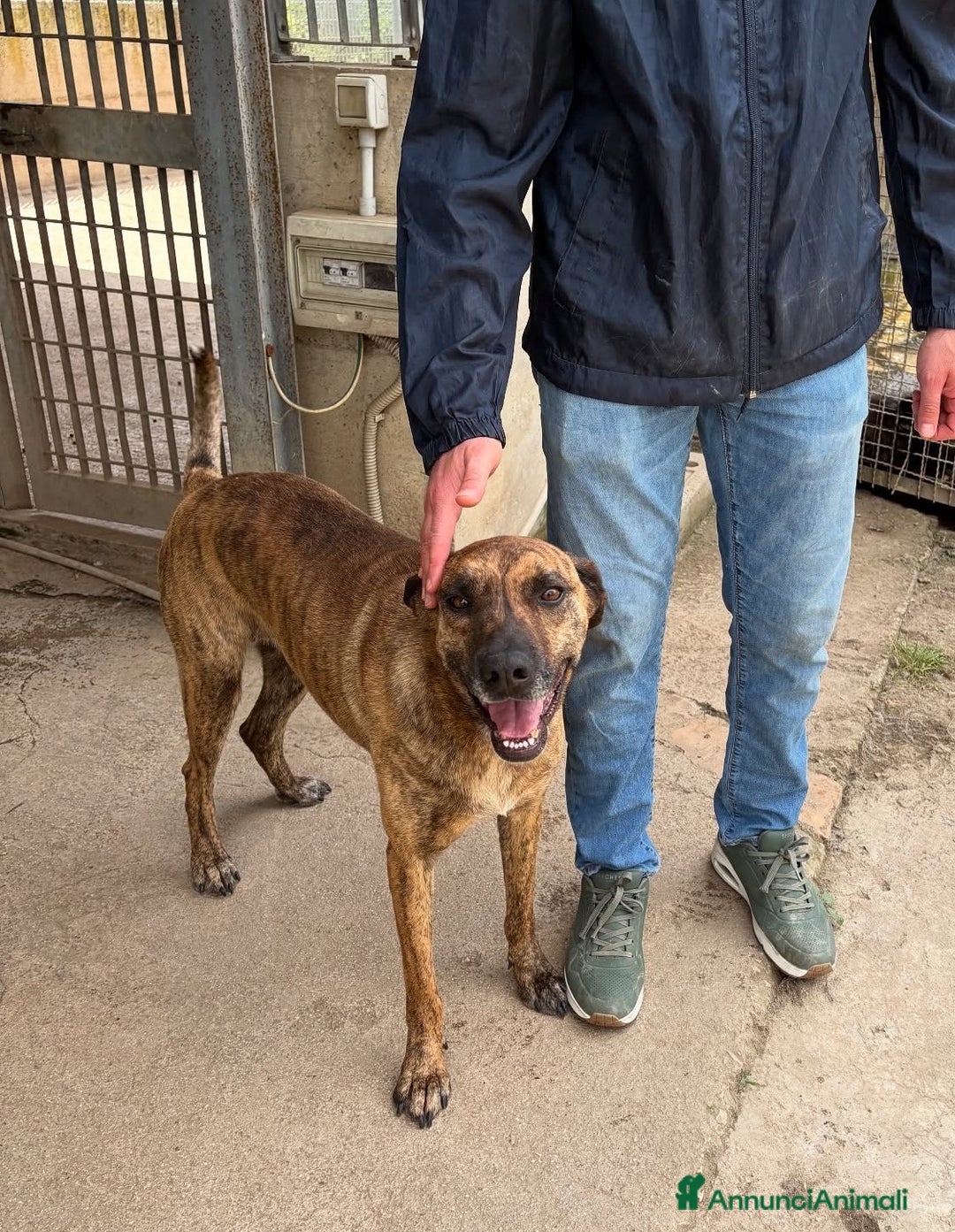 Meticcio cani in regalo: TIGRA, cagnolona fantastica dimenticata da tutti! - Annuncio 2