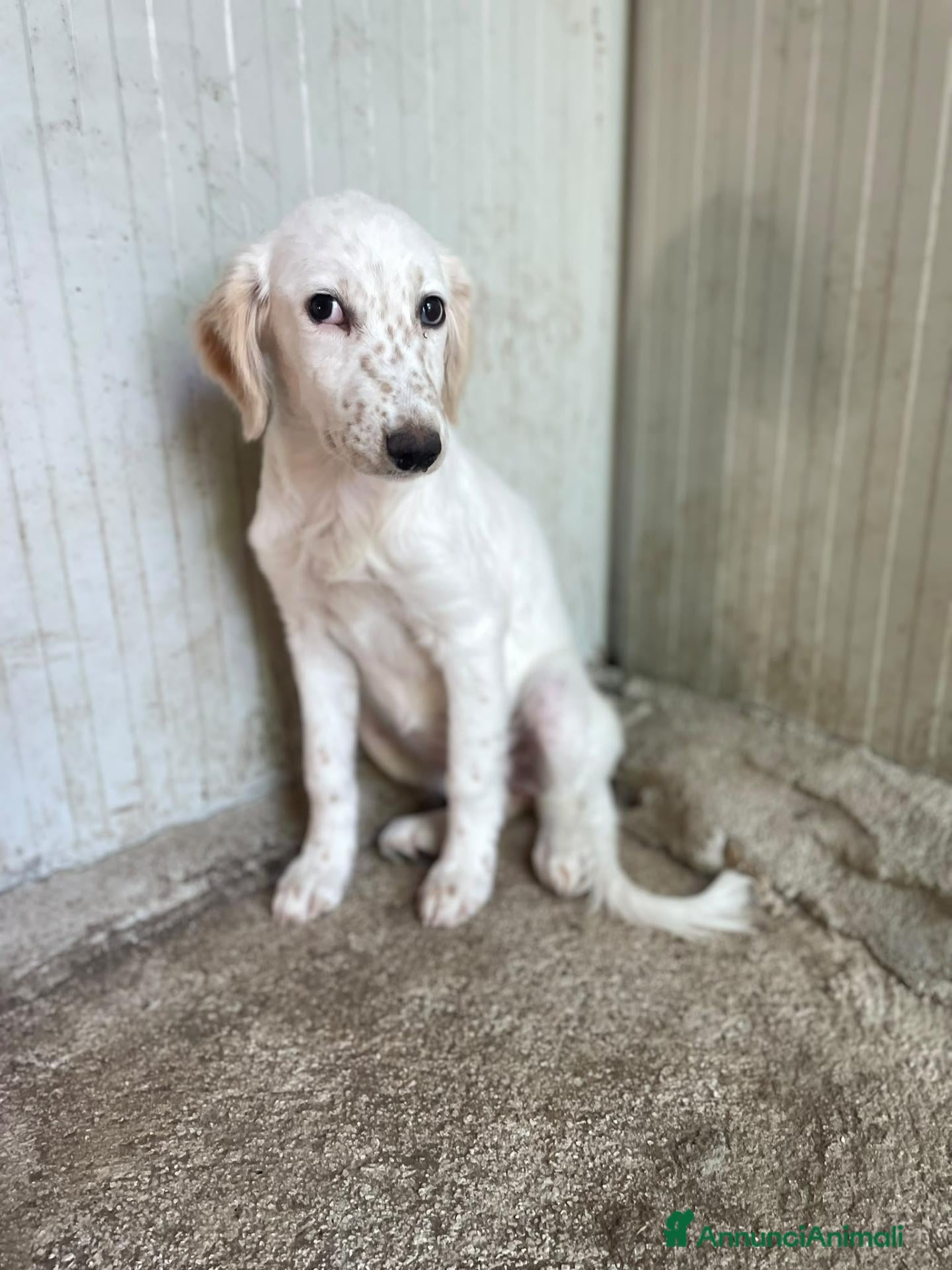 Setter Inglese cani ADORABILE SETTERINA : BIANCA - Annuncio 1