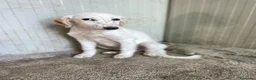 Setter Inglese cani in regalo: ADORABILE SETTERINA : BIANCA a Città Metropolitana di Firenze - Annuncio 1