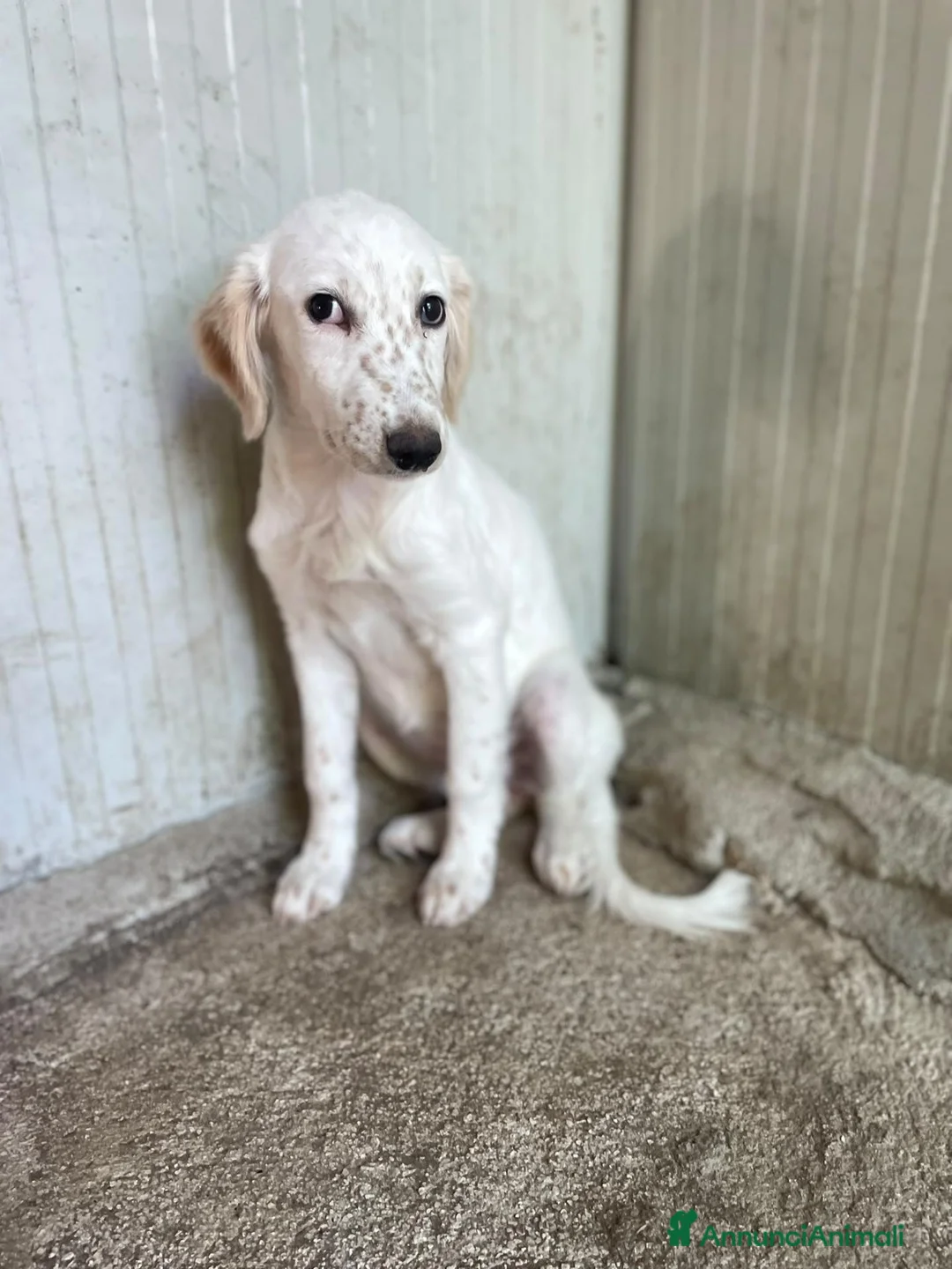 Setter Inglese cani in regalo: ADORABILE SETTERINA : BIANCA a Città Metropolitana di Firenze - Annuncio 1