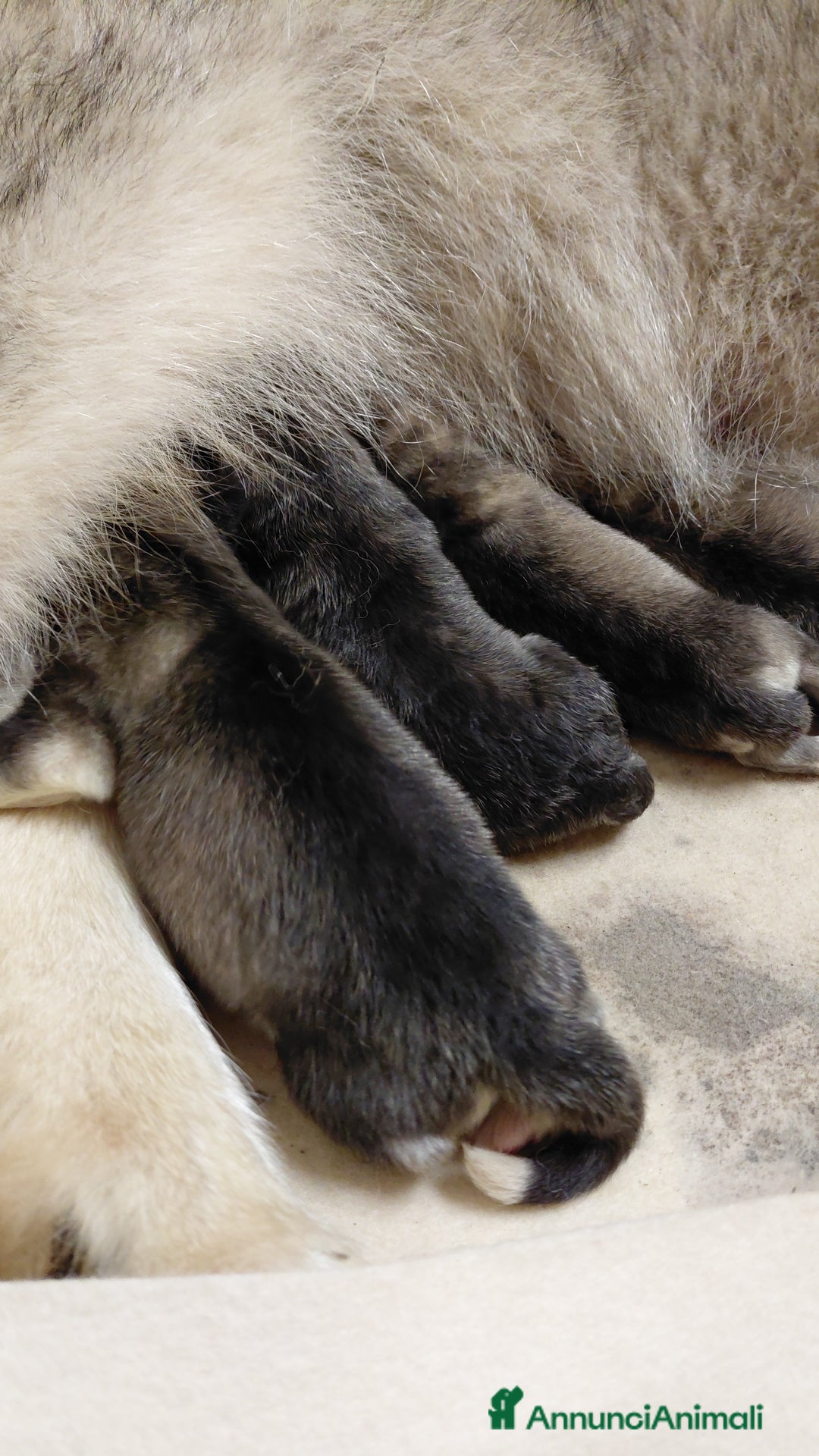 Alaskan Malamute cani in vendita: Cucciola di Alaskan Malamute - Annuncio 13