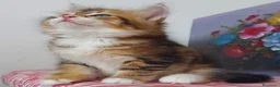 Siberiano gatti in vendita: Cucciolo Siberiano Certificato  - Annuncio 3